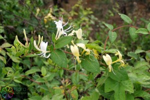 lonicera xylosteum